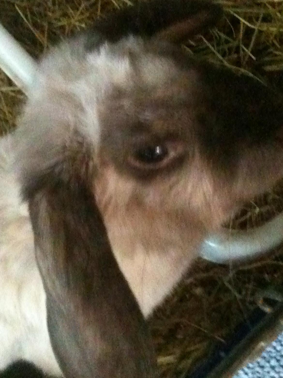 Kanin Kira billede 3