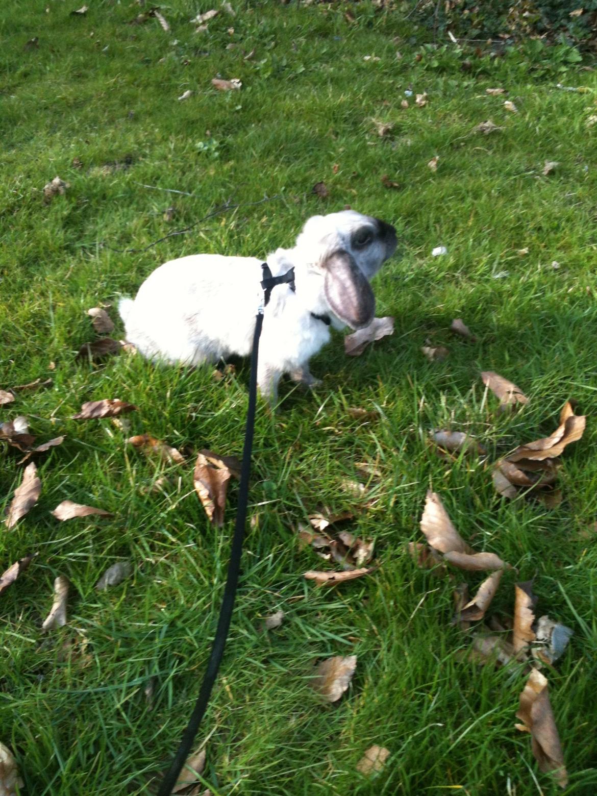 Kanin Kira billede 4