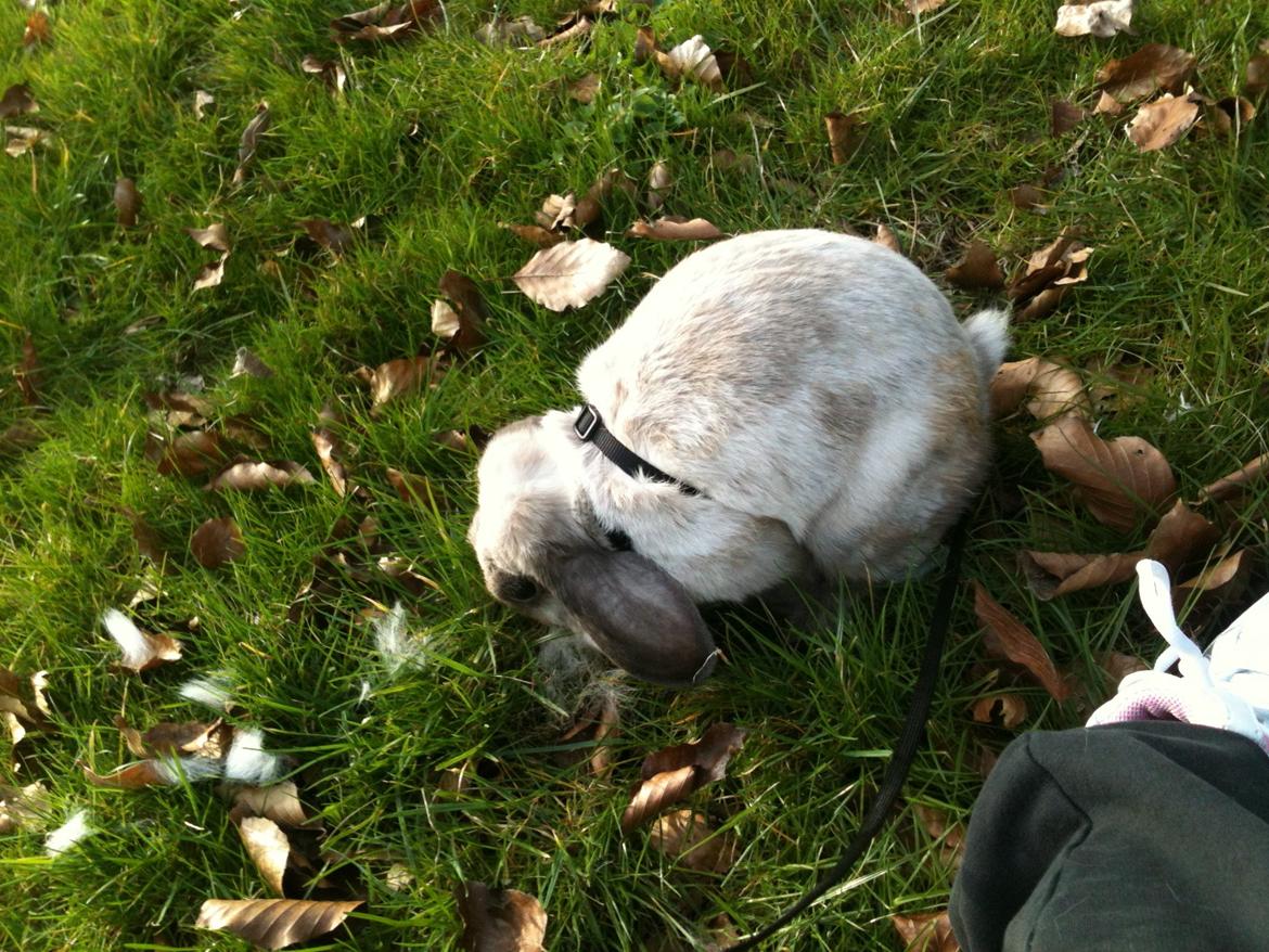 Kanin Kira billede 5