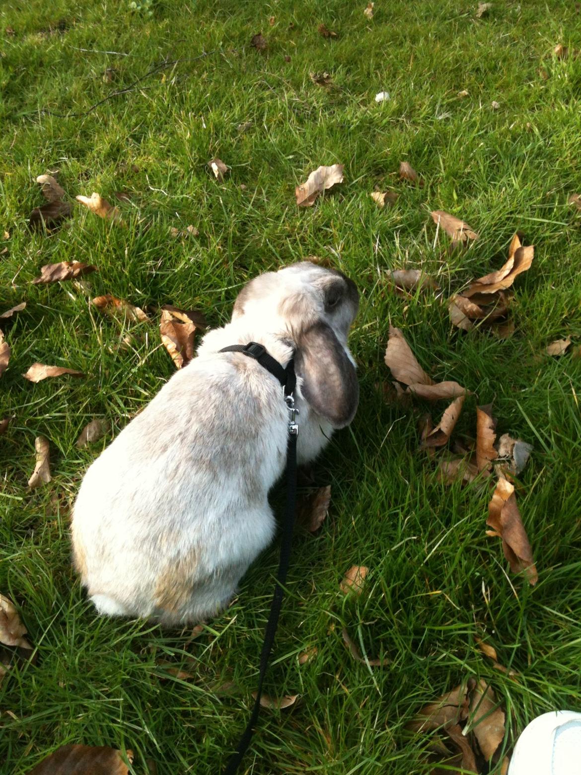 Kanin Kira billede 6