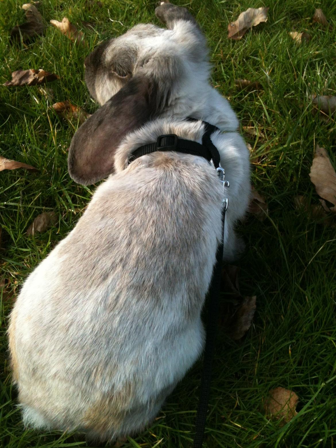 Kanin Kira billede 7