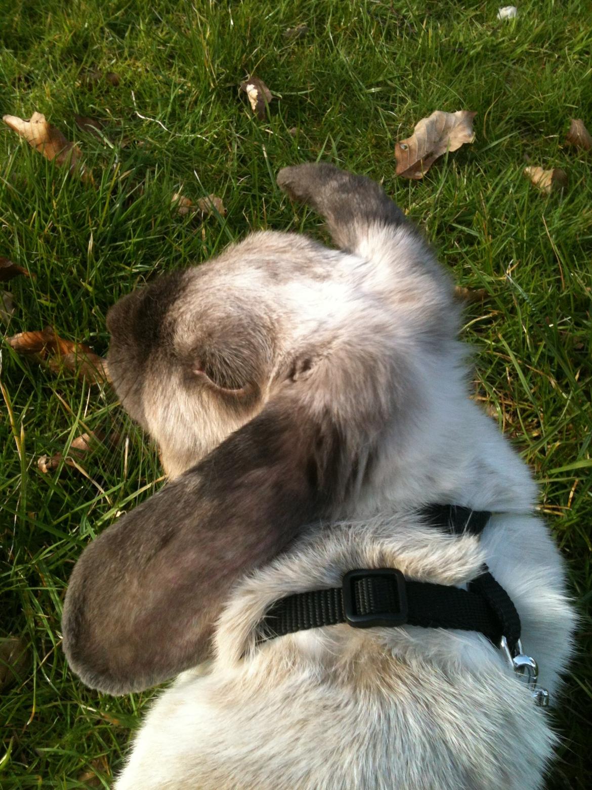 Kanin Kira billede 8