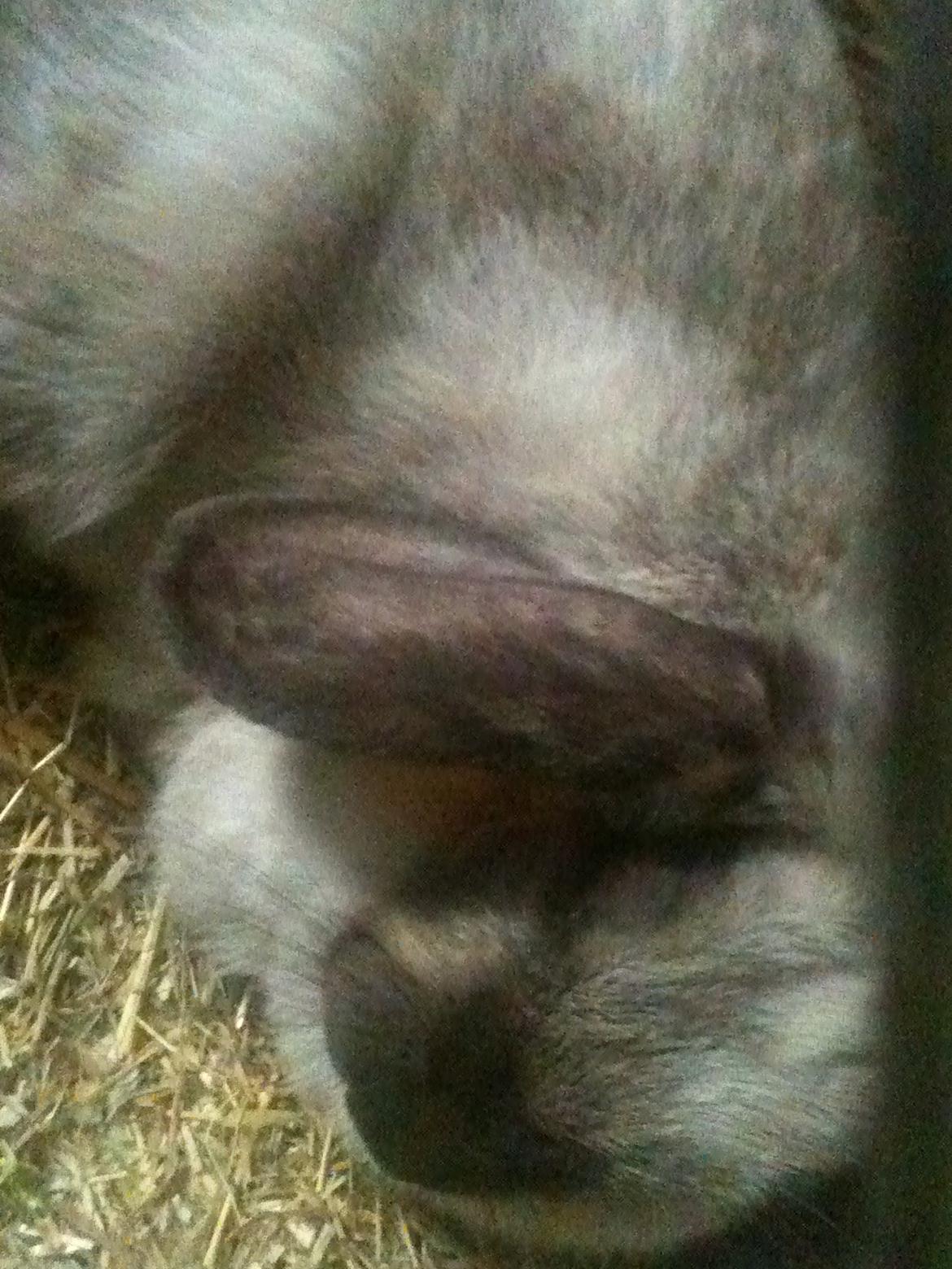 Kanin Kira billede 9