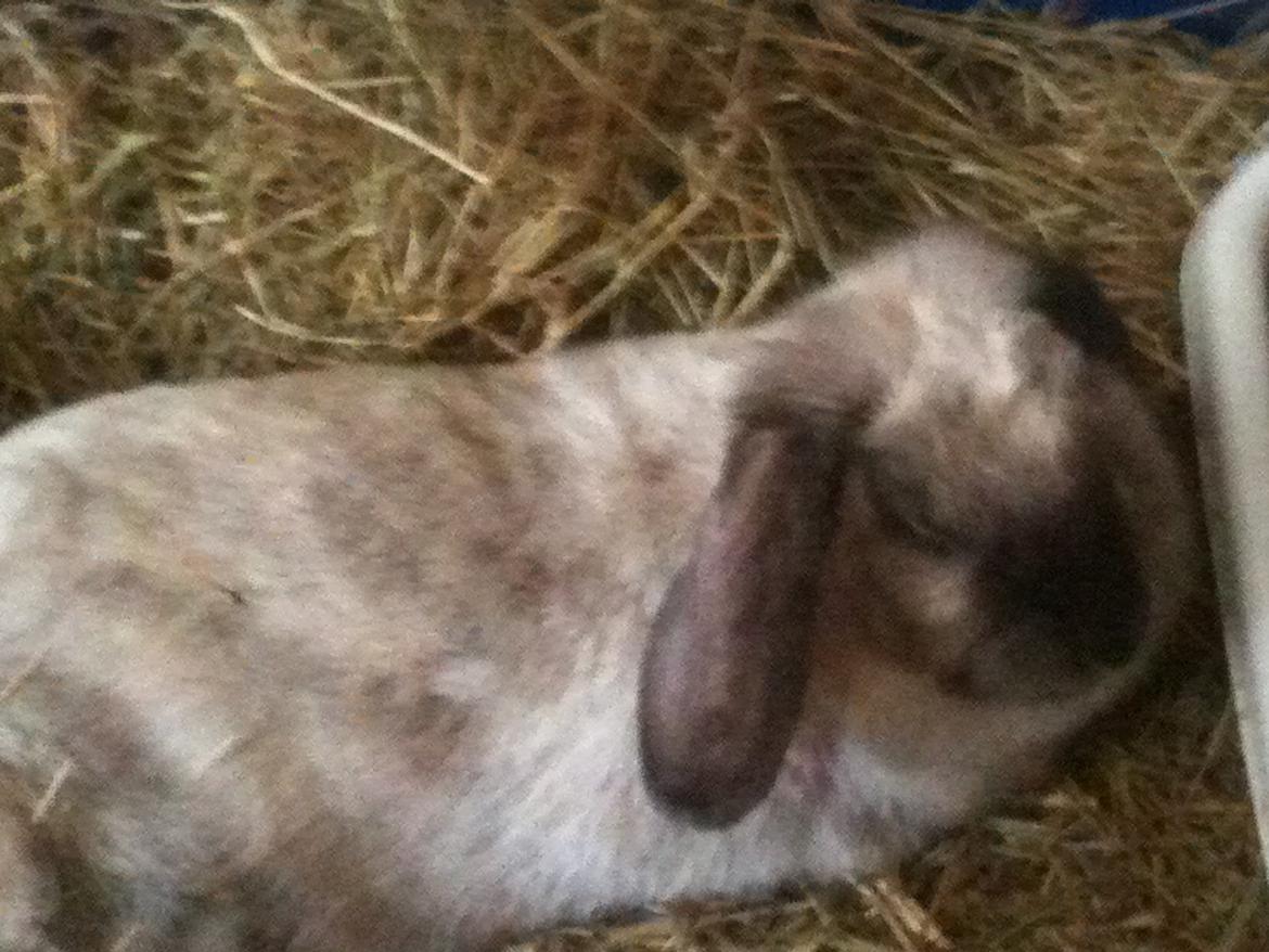 Kanin Kira billede 10