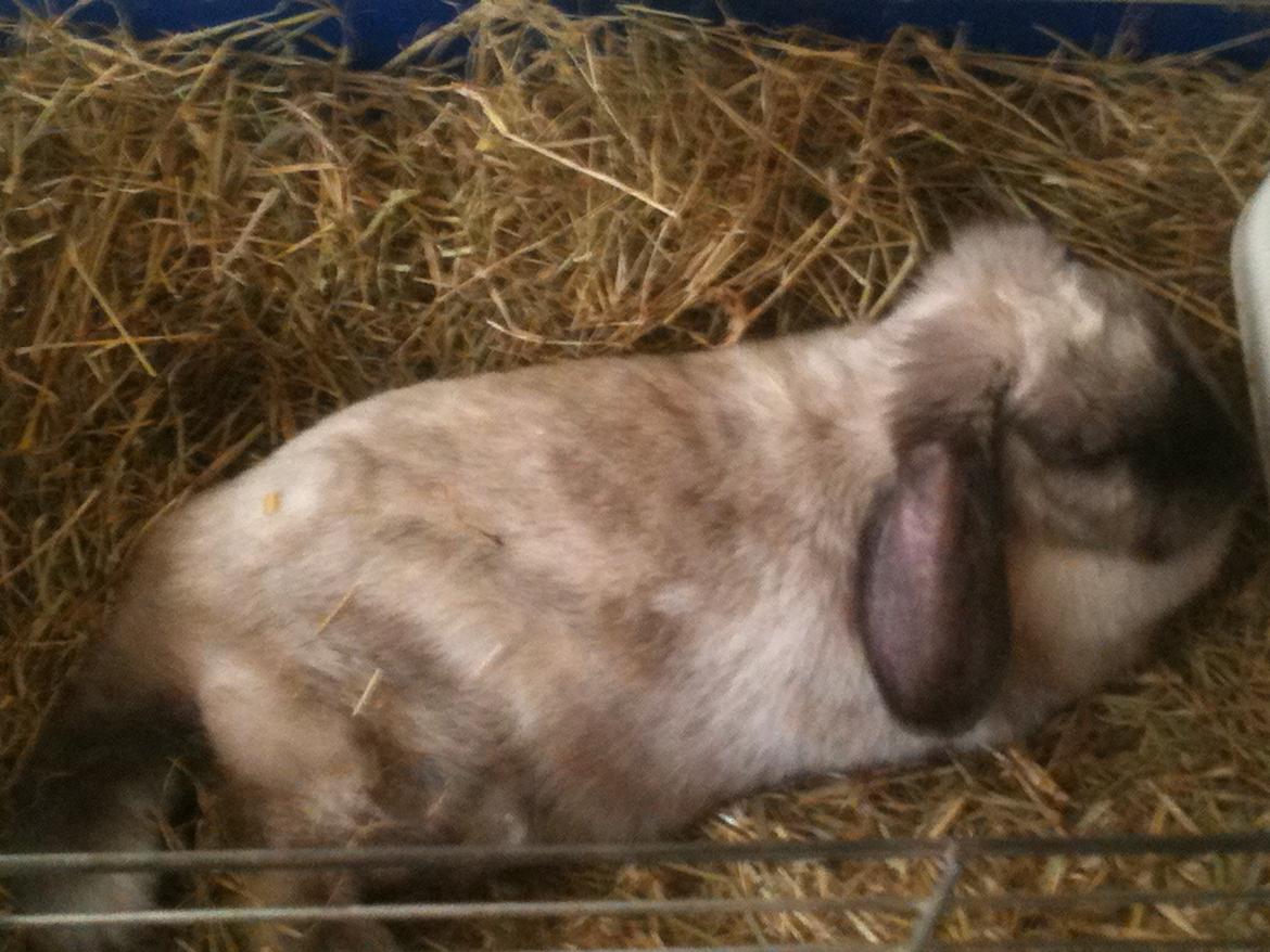 Kanin Kira billede 11