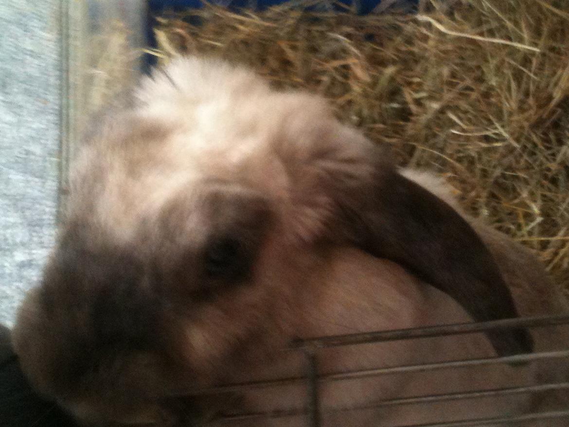 Kanin Kira billede 12