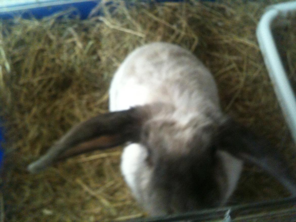 Kanin Kira billede 13