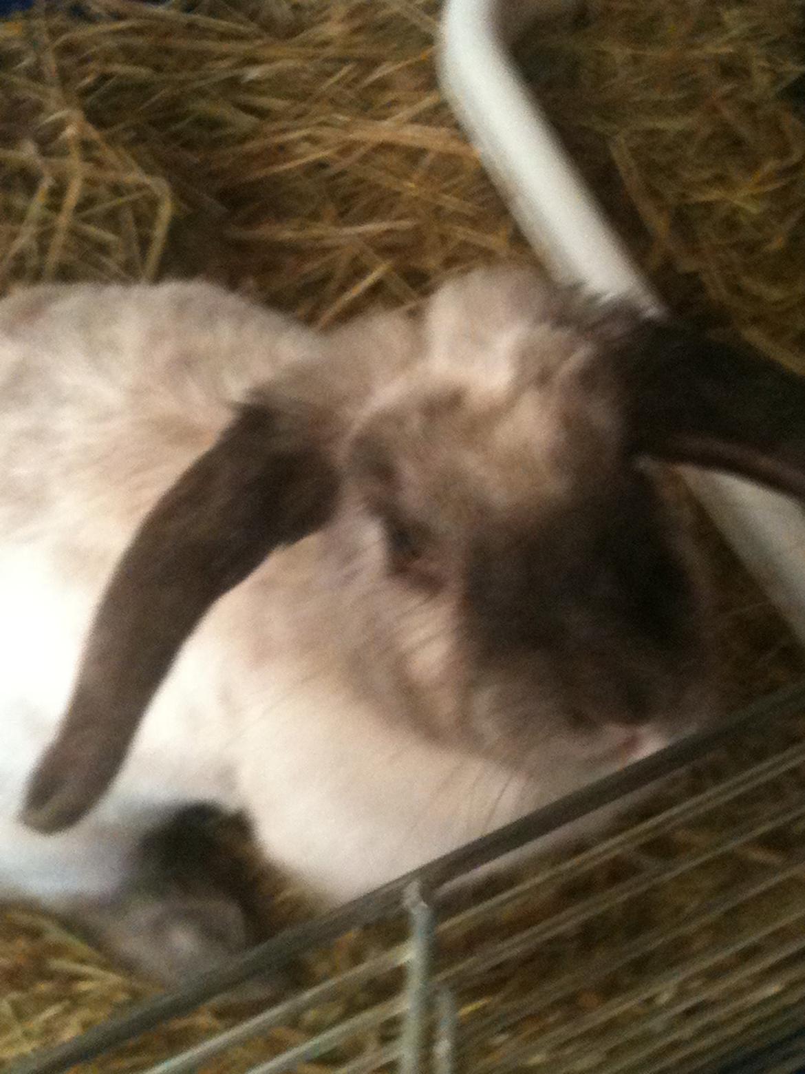 Kanin Kira billede 14