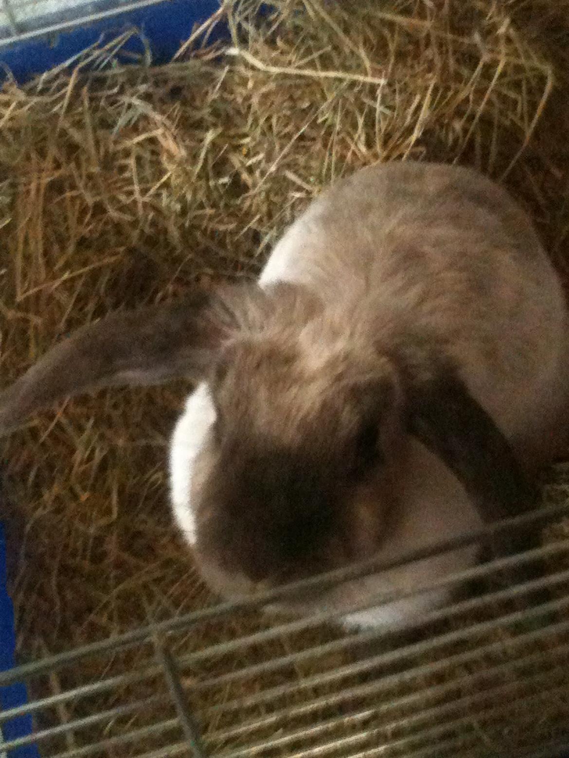 Kanin Kira billede 15