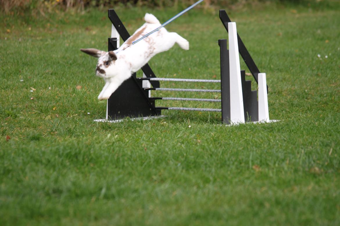 Kanin Winds Jar Jar Binks billede 20