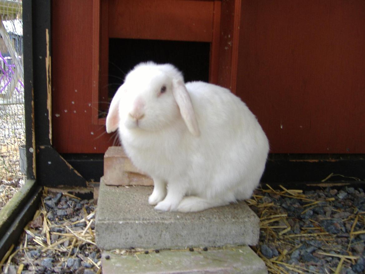 Kanin Silke billede 11