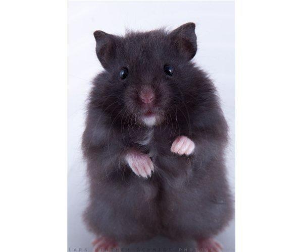 Hamster Perle - Mig som unge. (Billede af Lars Winther) billede 3