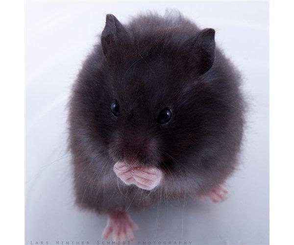 Hamster Perle - Mig som unge. (Billede af Lars Winther) billede 4