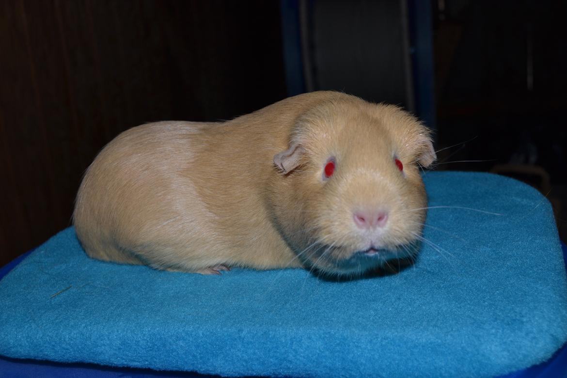 Marsvin Rakkaus Kali billede 2