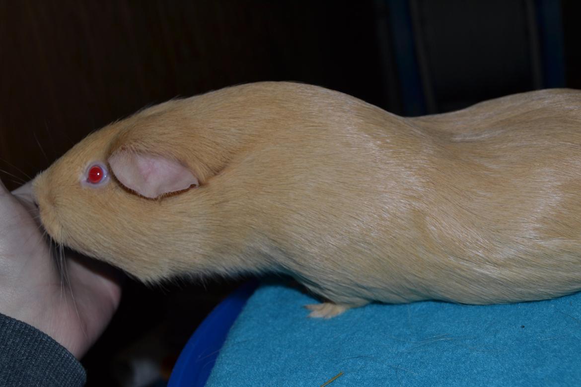 Marsvin Rakkaus Kali billede 3