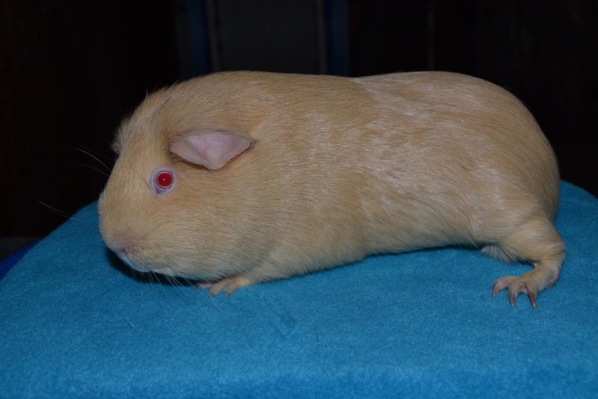 Marsvin Rakkaus Kali billede 1