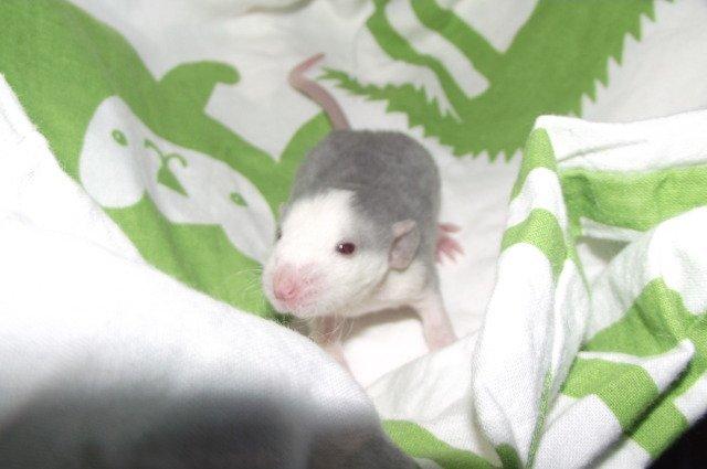 Tamrotte Luxo RIP billede 2