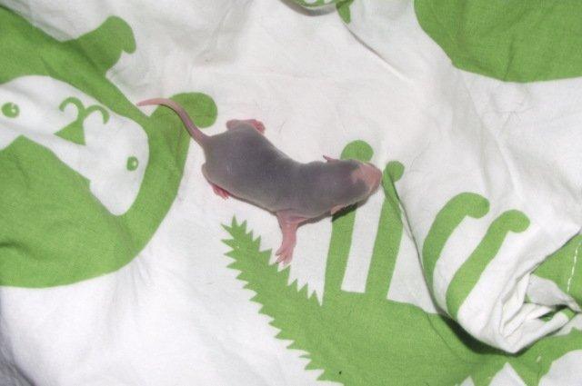 Tamrotte Luxo RIP billede 3