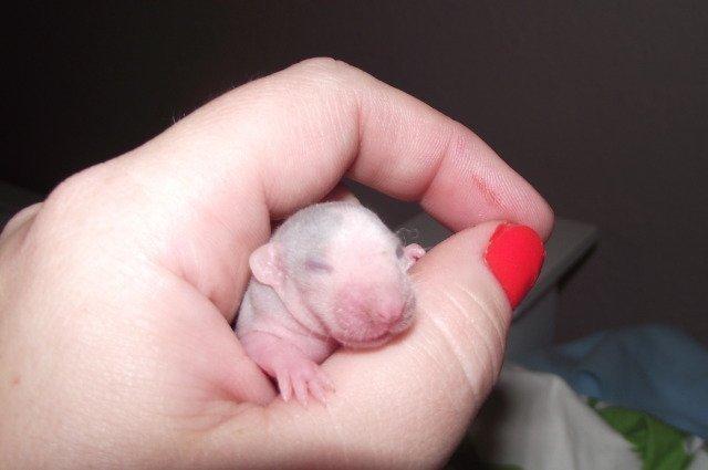 Tamrotte Luxo RIP billede 4