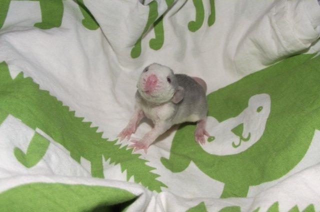 Tamrotte Luxo RIP billede 5