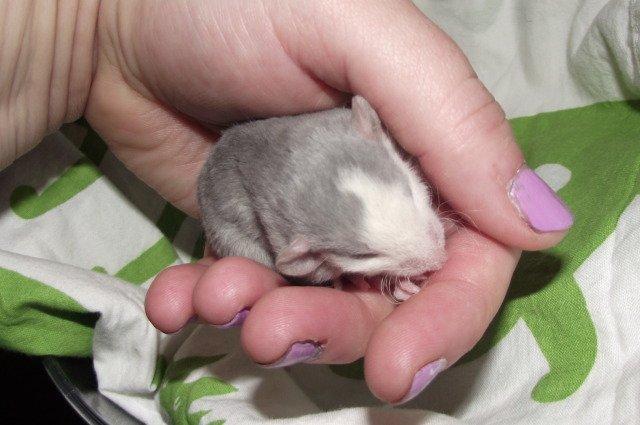 Tamrotte Luxo RIP billede 6