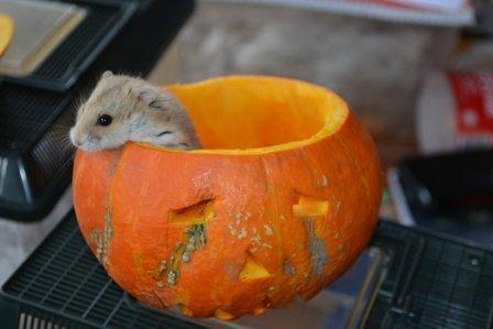 Dværghamster Nightangel's Makalu billede 1