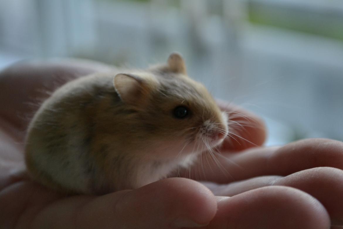 Dværghamster Nightangel's Makalu billede 2