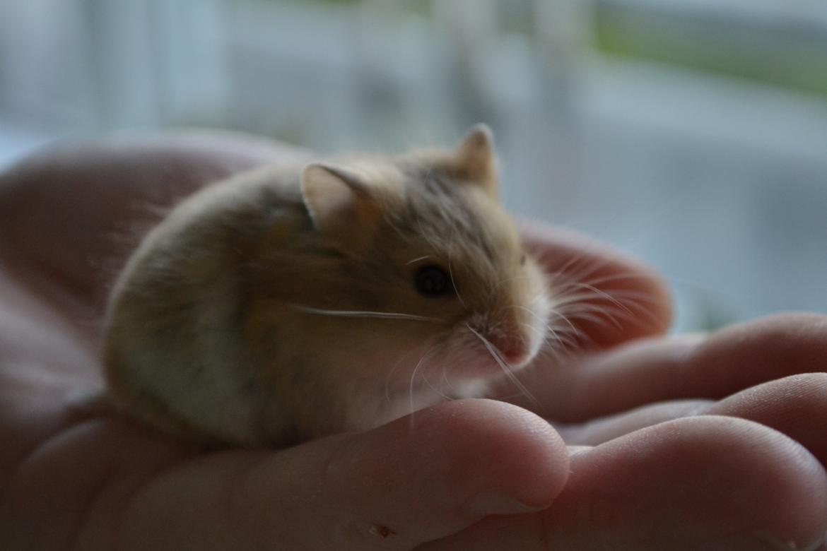 Dværghamster Nightangel's Makalu billede 3