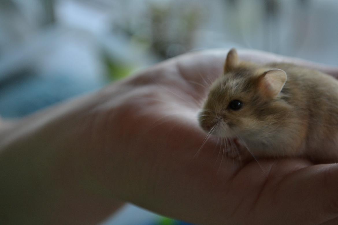 Dværghamster Nightangel's Makalu billede 4