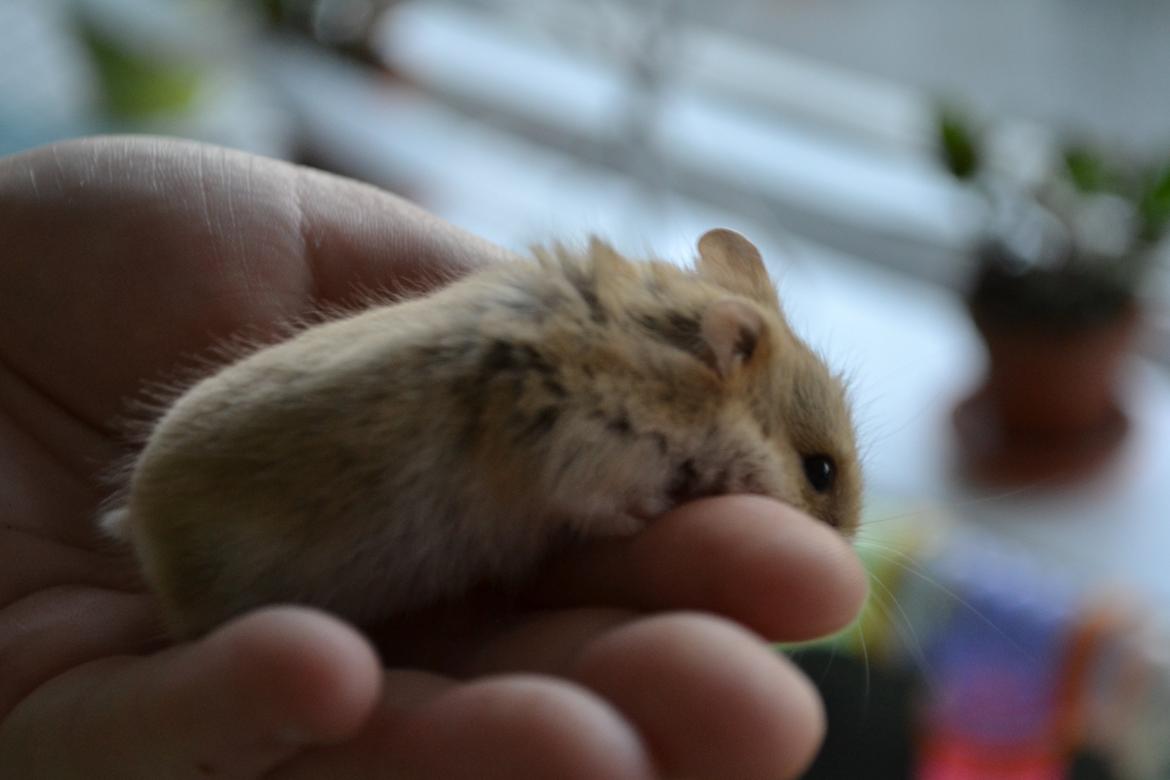 Dværghamster Nightangel's Makalu billede 5