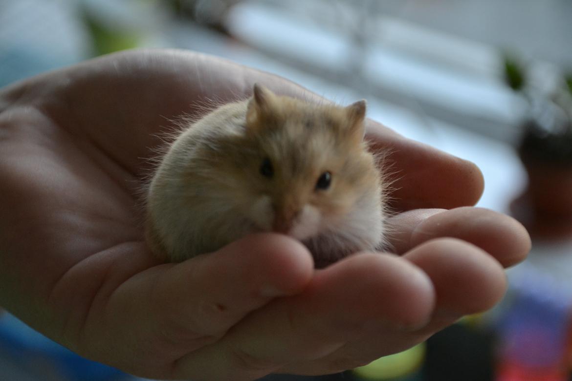 Dværghamster Nightangel's Makalu billede 6