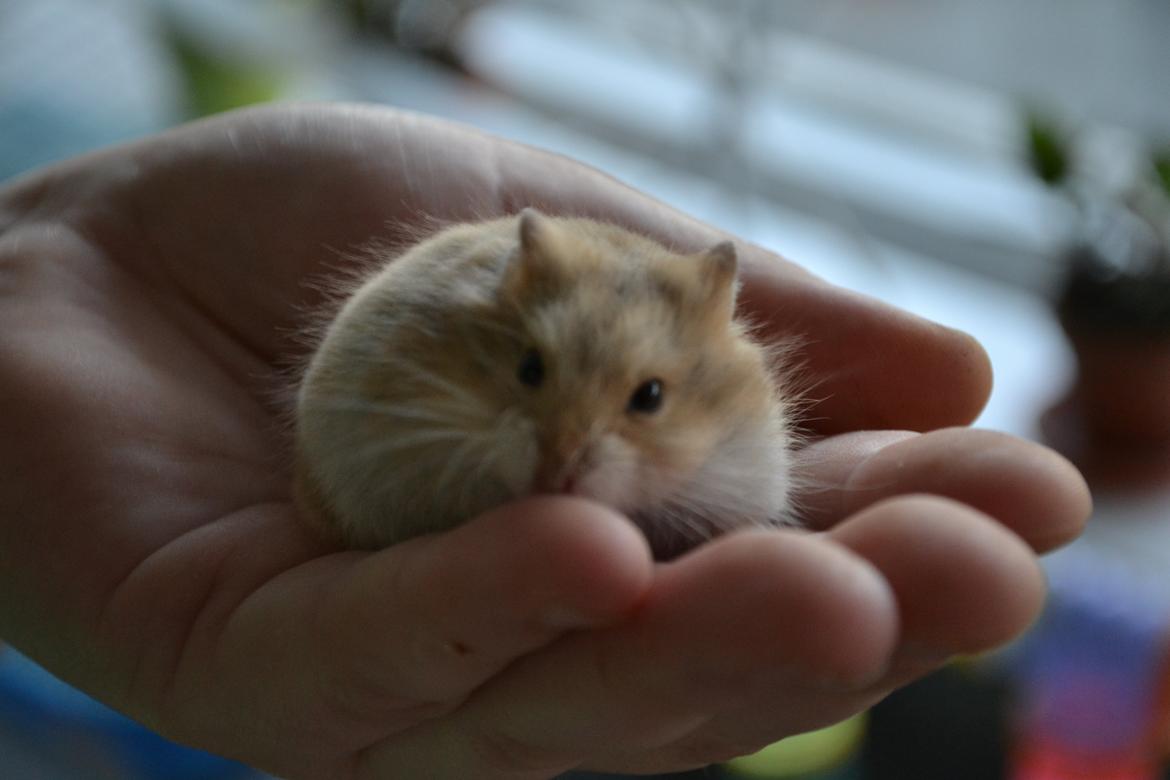 Dværghamster Nightangel's Makalu billede 7