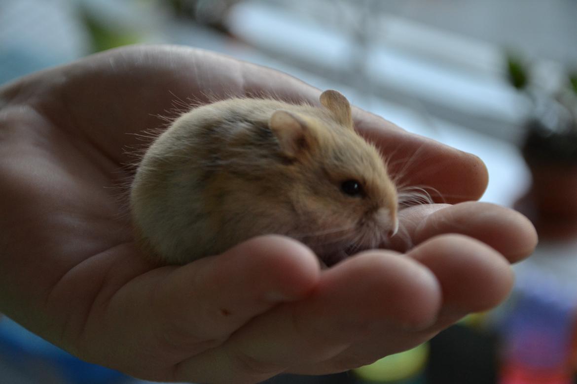 Dværghamster Nightangel's Makalu billede 8