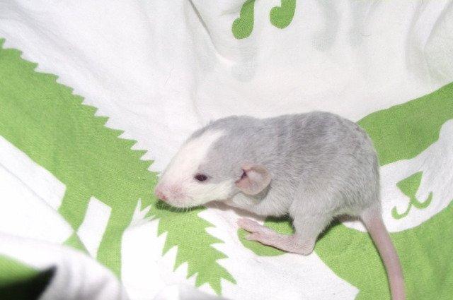 Tamrotte Liksye billede 4