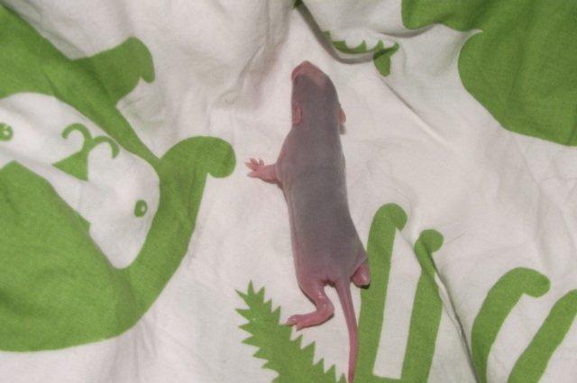 Tamrotte Liksye billede 5