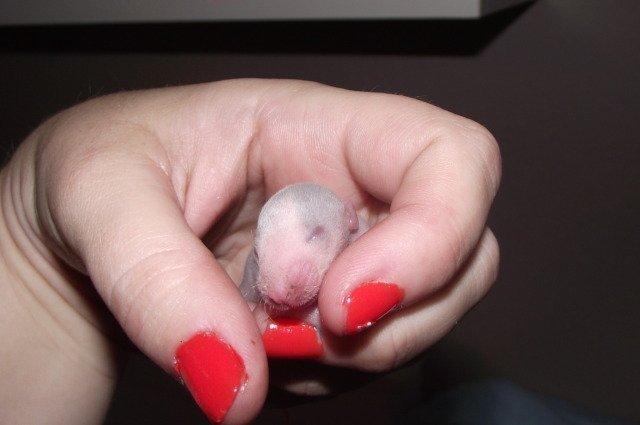 Tamrotte Liksye billede 6