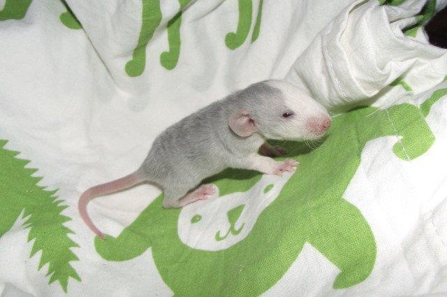 Tamrotte Liksye billede 7