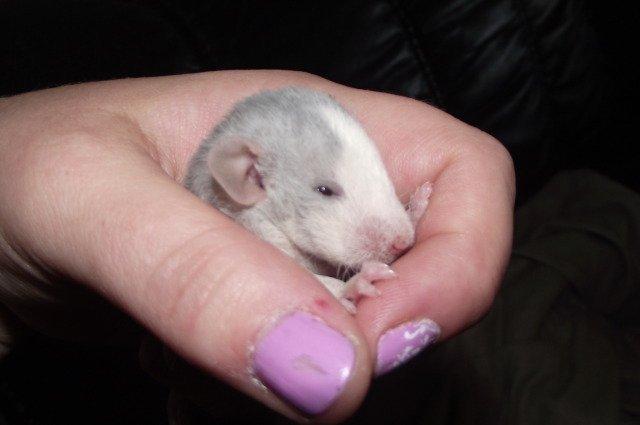 Tamrotte Liksye billede 8