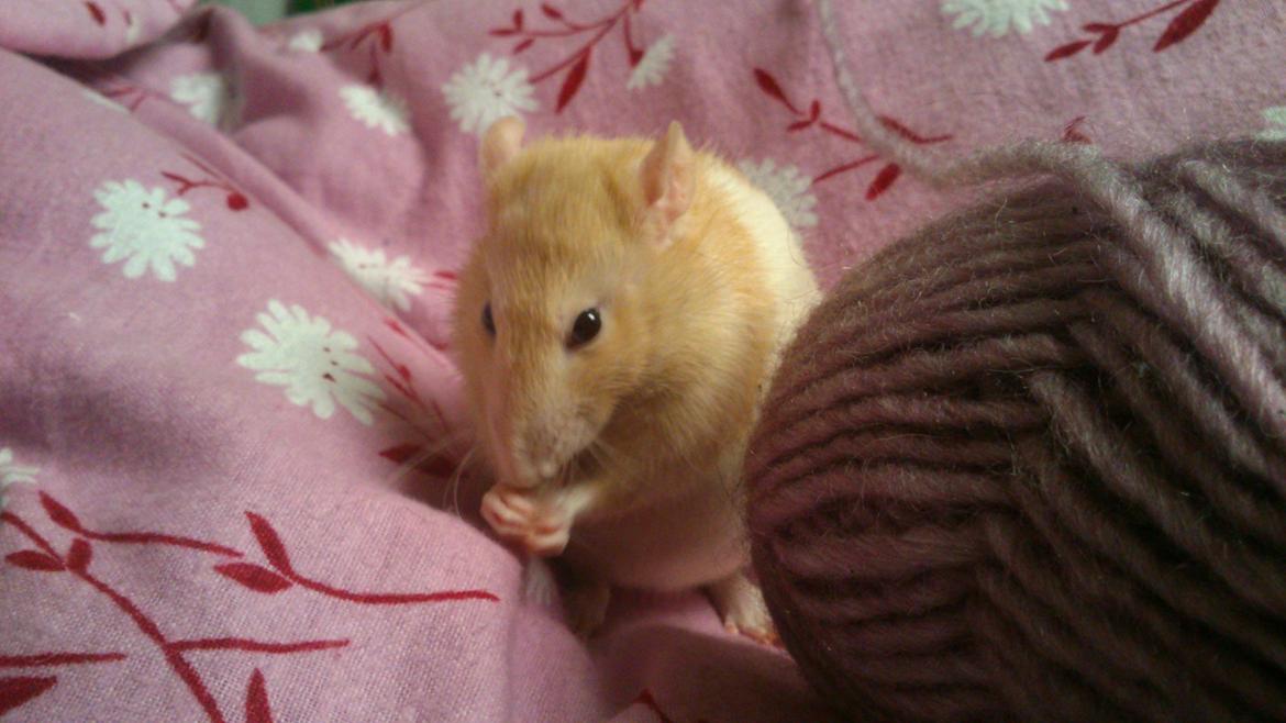 Tamrotte Caffe Latte billede 1