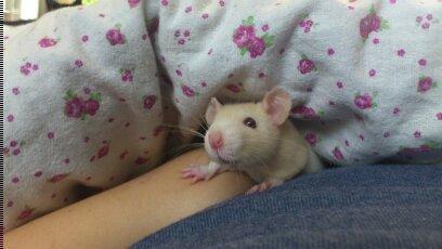 Tamrotte Caffe Latte billede 2