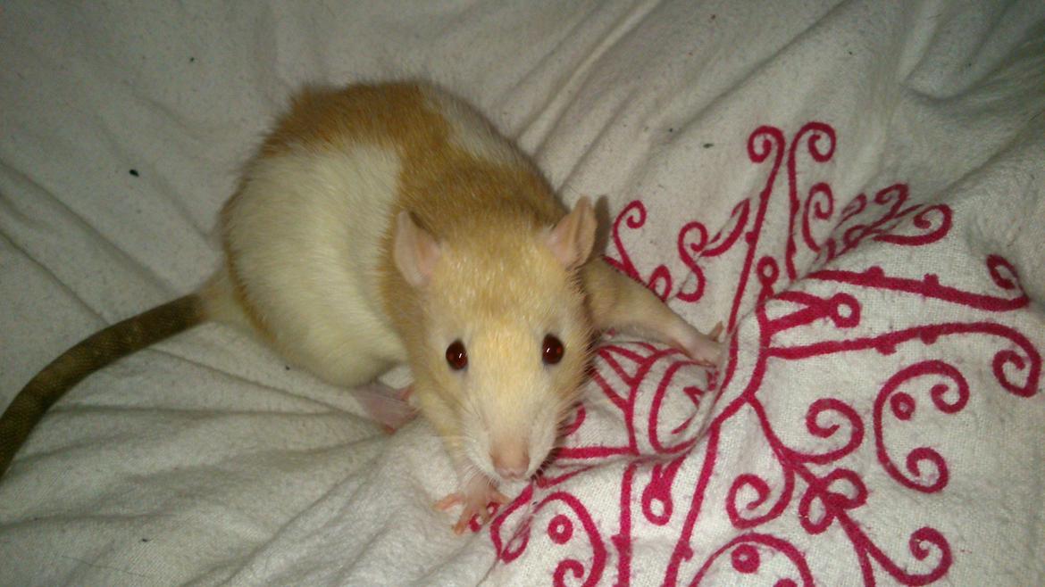 Tamrotte Caffe Latte billede 4