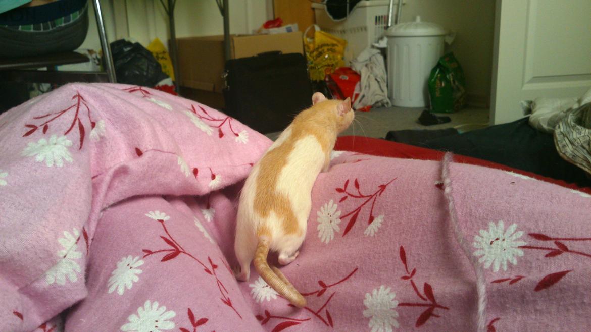 Tamrotte Caffe Latte billede 5