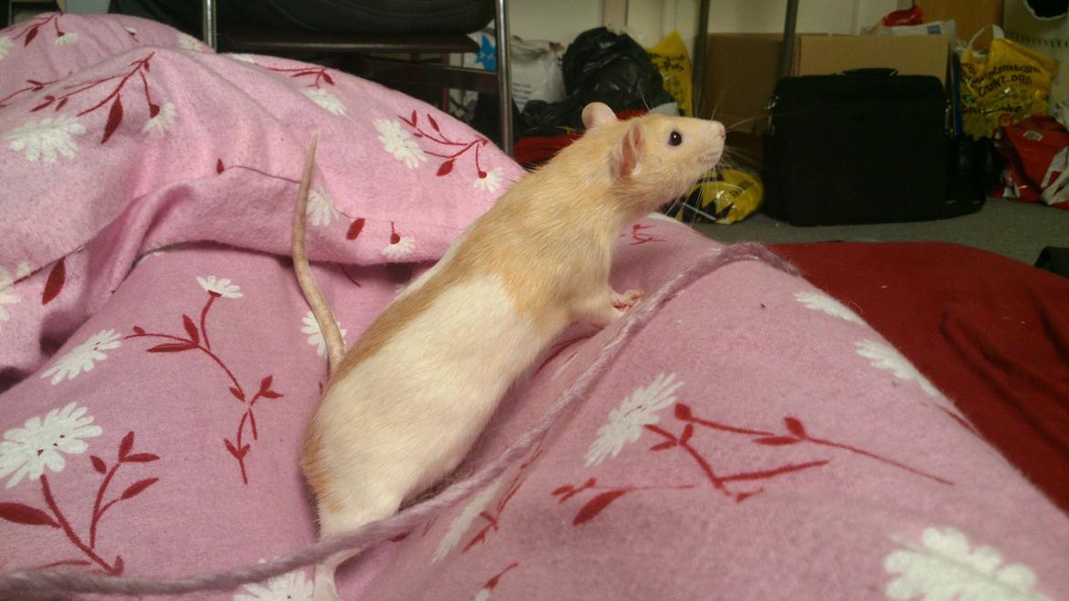 Tamrotte Caffe Latte billede 6