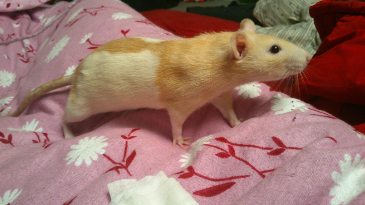 Tamrotte Caffe Latte billede 7