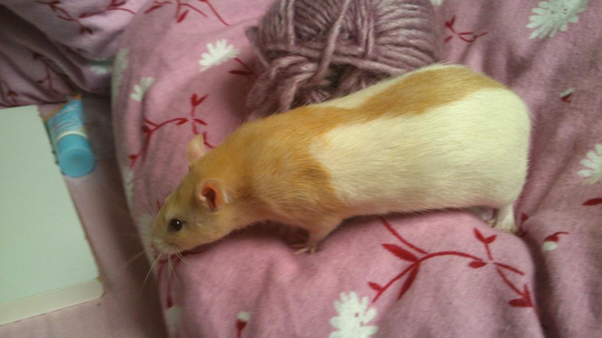 Tamrotte Caffe Latte billede 8