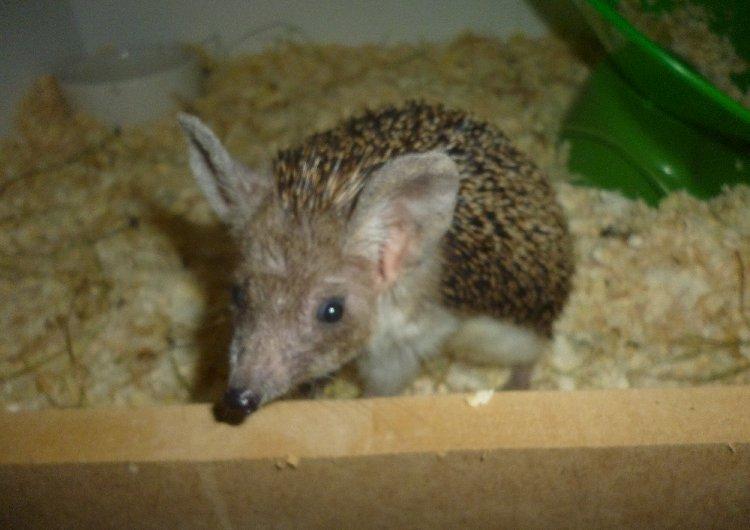 Pindsvin "Egyptisk langøret" | Nova - Velkommen til Nova's profil! billede 1