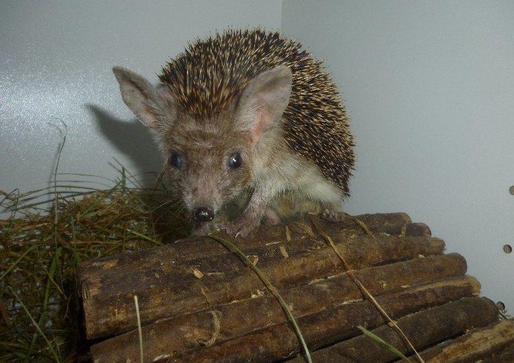 Pindsvin "Egyptisk langøret" | Nova billede 2