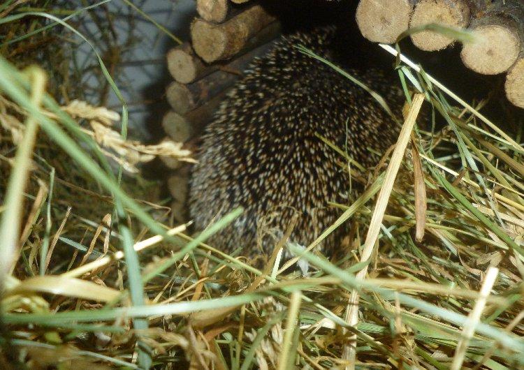 Pindsvin "Egyptisk langøret" | Nova billede 3