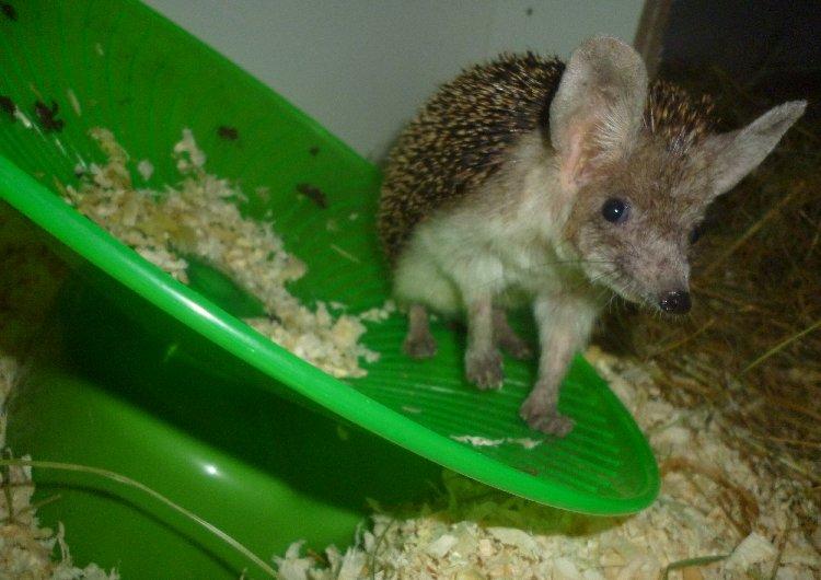 Pindsvin "Egyptisk langøret" | Nova billede 4