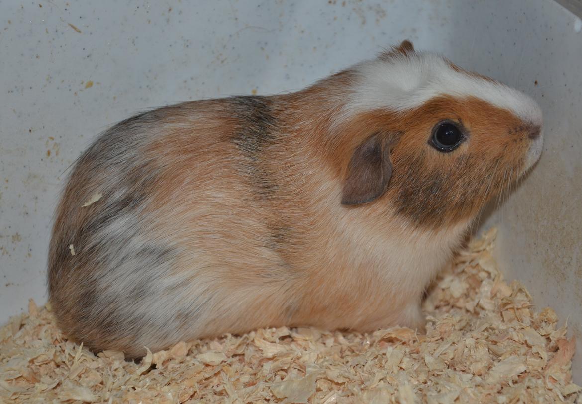 Marsvin Benjamin billede 1